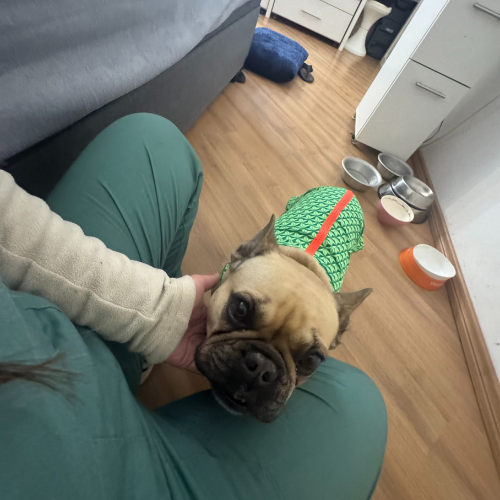 Companhia e diversão